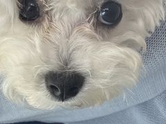 -爱妮康宠物医院·干细胞免疫细胞·肿瘤·心脏(张江店)