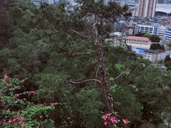 -金鸡山公园