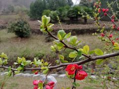 -长安文化生态公园