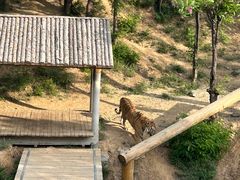 -石家庄市动物园