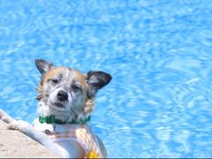 -汪说喵讲宠物乐园宠物酒店(红星美凯龙店)