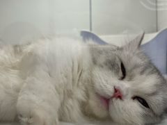 -1013 PET SHOP精品宠物商店(丁香店)