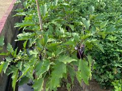 -上海置地广场(南京东路店)