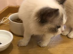 -猫咪派对(江南西店)