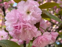 -新虹桥中心花园