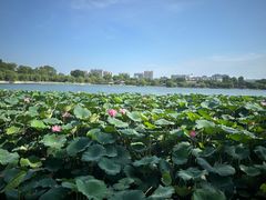 -济南大明湖景区