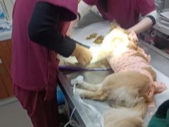 -纳吉亚猫专科动物诊疗中心(蒋宅口分院)