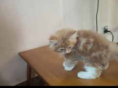 -楼上猫咖(罗湖店)