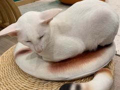 -飞行喵MR PILOT|猫舍·猫咖(静安大融城店)