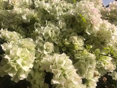 -呀路古热带植物园