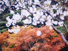 -上海共青森林公园