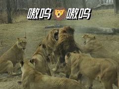 -北京野生动物园