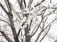 -西北湖绿化广场