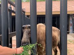 -石家庄市动物园