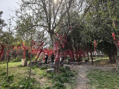 -抱犊崮国家森林公园