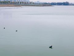 -贡湖湾湿地公园
