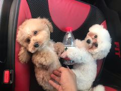 -FAELING PETS美天灵宠物(富力广场店)
