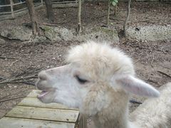 -清迈夜间动物园