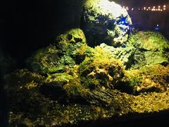 -暹罗海洋世界