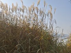 -长广溪湿地公园