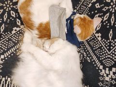 -平行世界·猫咖(首经贸店)