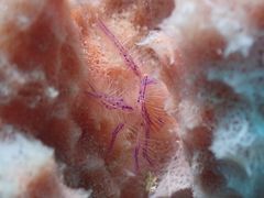 -海盗餐厅