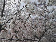 -武汉大学-樱园