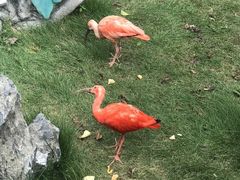 -上海野生动物园