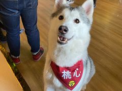 -Husky Go! 哈士奇体验馆·宠物咖啡厅狗咖