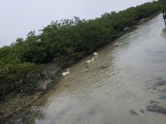 -北海金海湾红树林生态旅游区