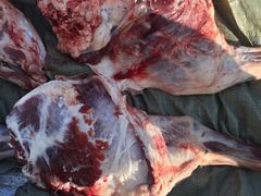 iphone_upload_pic-郭记原生态烤羊腿(长宁路店)