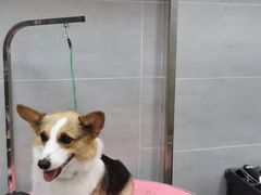 -宠福鑫康馨动物医院·骨科·眼科