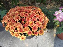 -菊花台公园