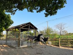 -苏州太湖西山岛开心农场