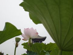-白洋淀景区