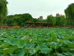 -荷花公园