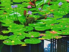 -大妙火锅·非物质文化遗产(东湖公园店)