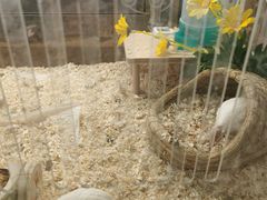 -柴源莊·柴小宠柴犬咖啡