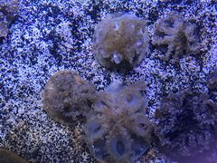 -瑞普利水族馆