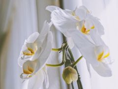 -子霖南山鲜虾面(南山总店)