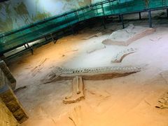 -中国西峡恐龙遗迹园