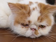 -共舞时光猫咖·狗咖(新街口店)
