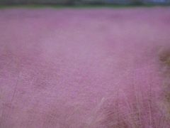-映月湖中央公园