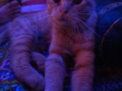 -考拉拉音乐酒吧