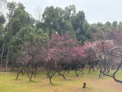 -武汉大学-樱园