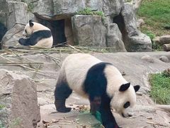 -都江堰中华大熊猫苑