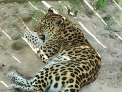 -西霞口神雕山野生动物世界