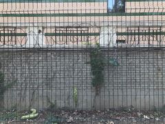 -三里屯东五街银杏大道