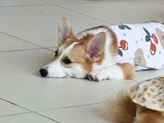 -怪兽屋·羊驼·猫咖·狗咖(俊华广场店)