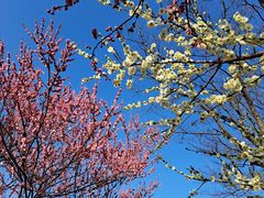 -石湖景区